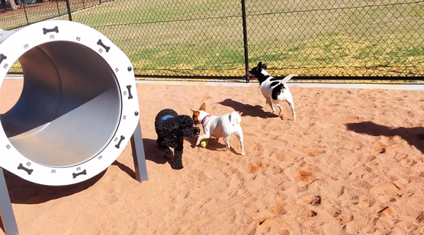 Discovery Dog Park photo 1